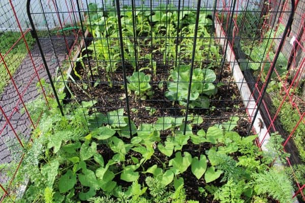 Raised Bed Gardening Method
