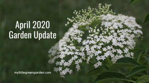 April 2020 Garden Update April 2020 Garden Update