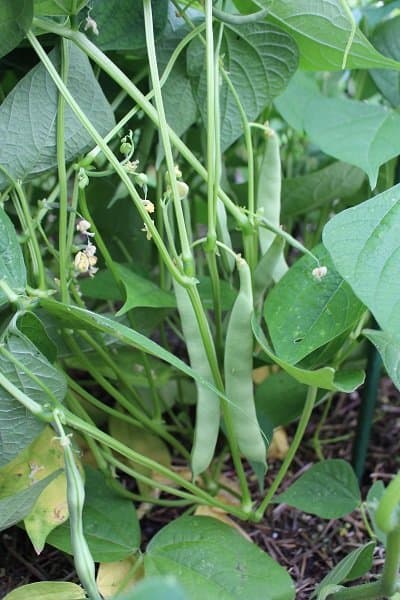 green beans