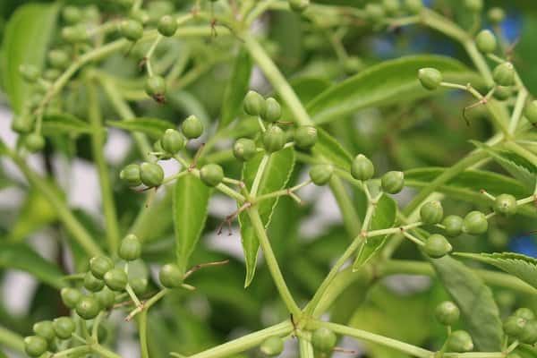 green elderberries