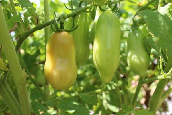 taomtoes
