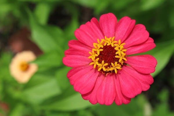 zinnia