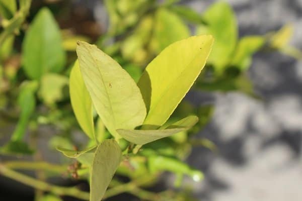 Citrus Leaves October 2020